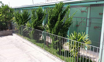 Criadouro Cardeais  do Sul